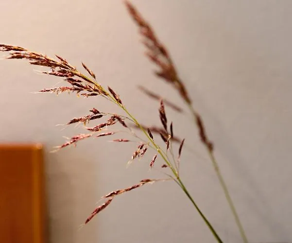 Apartament Kamini Kávos